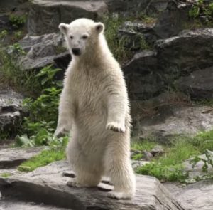 Der König der Arktis