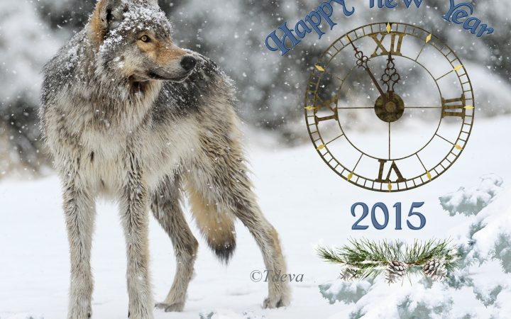 Happy New Year