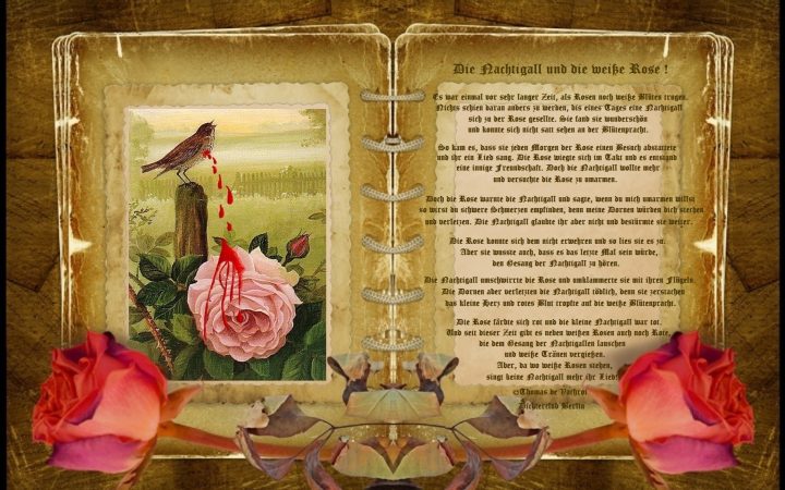 Die Nachtigall und die weiße Rose