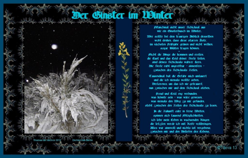 Der Ginster im Winter