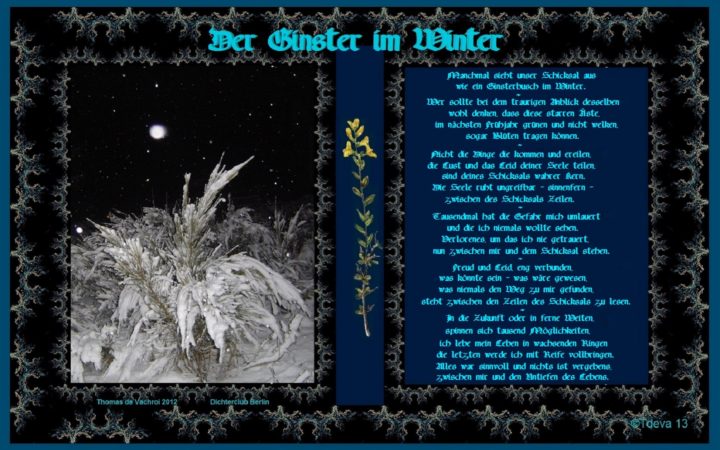 Der Ginster im Winter