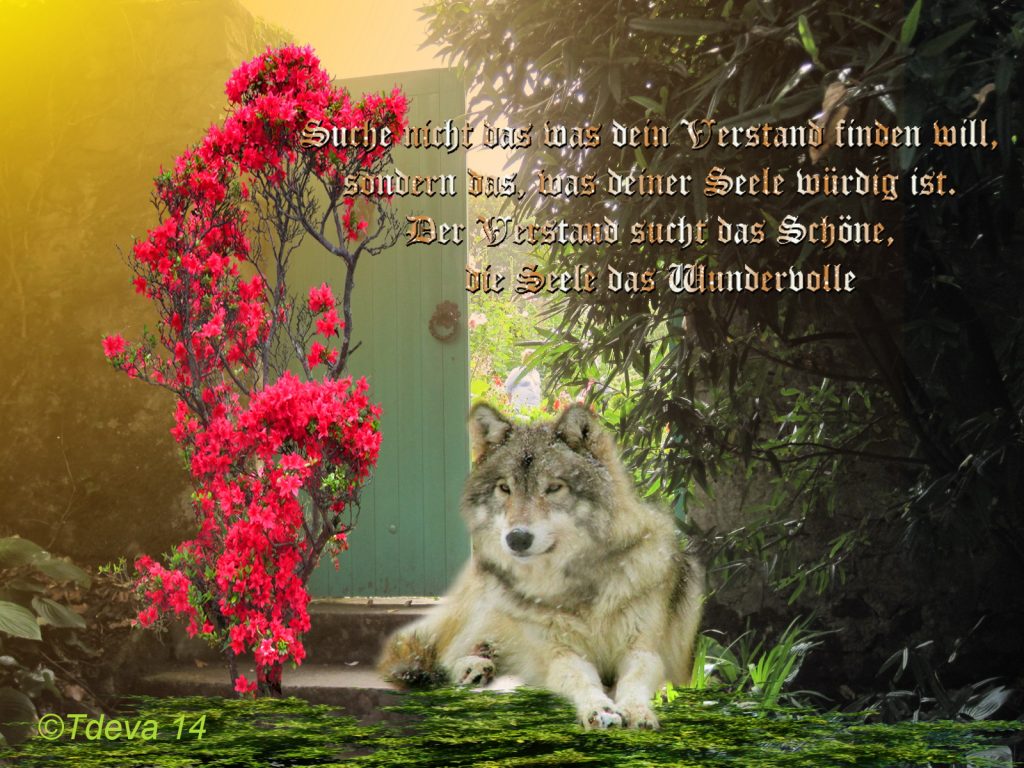 Suche der Seele