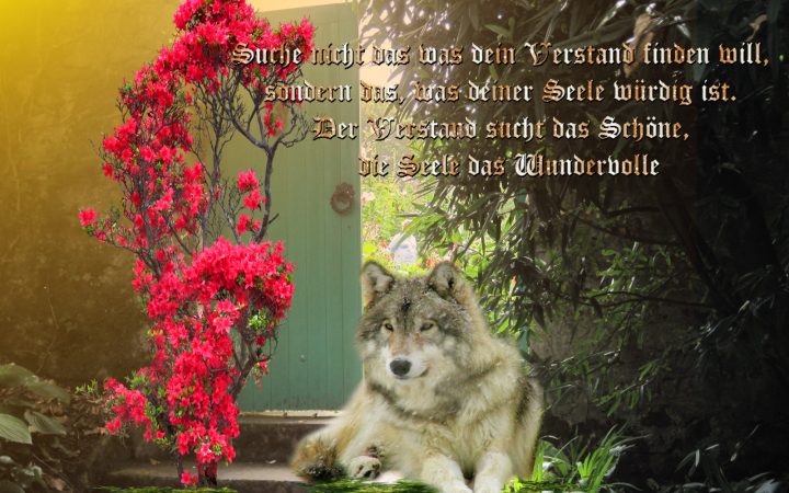Suche der Seele