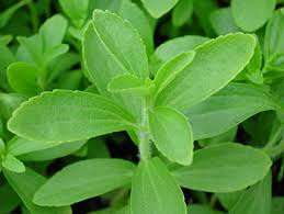 STEVIA – ein Laborprodukt!