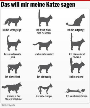 Meine Katze will mich lehren!