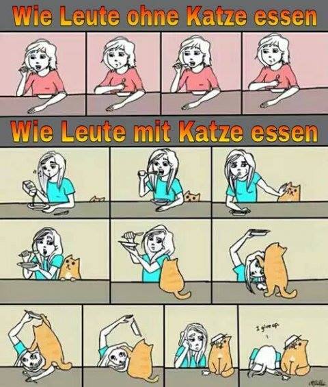 Meine Katze und ich sind ein Team!