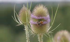 Wilde Karde
