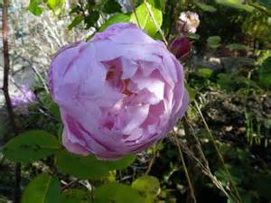 Wenn die letzte Rose fällt!