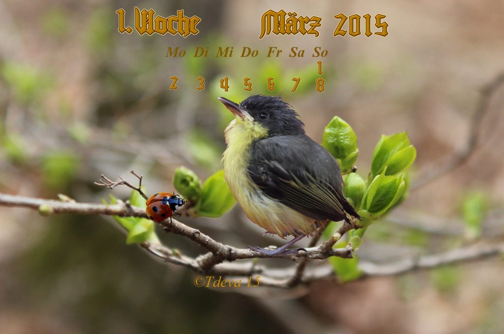 Vachroi’s  Jahreskalender 2015 – 10. KW