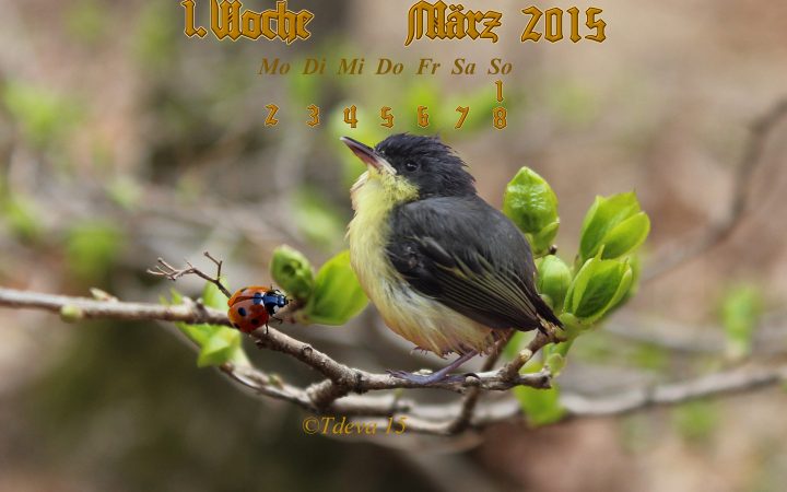 Vachroi’s  Jahreskalender 2015 – 10. KW