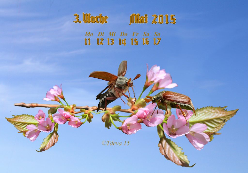 Vachroi’s Jahreskalender 2015 – 20. KW