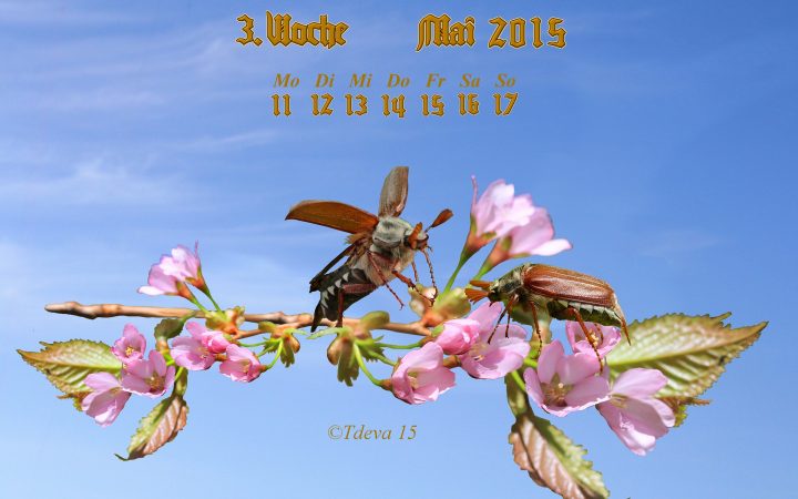 Vachroi’s Jahreskalender 2015 – 20. KW