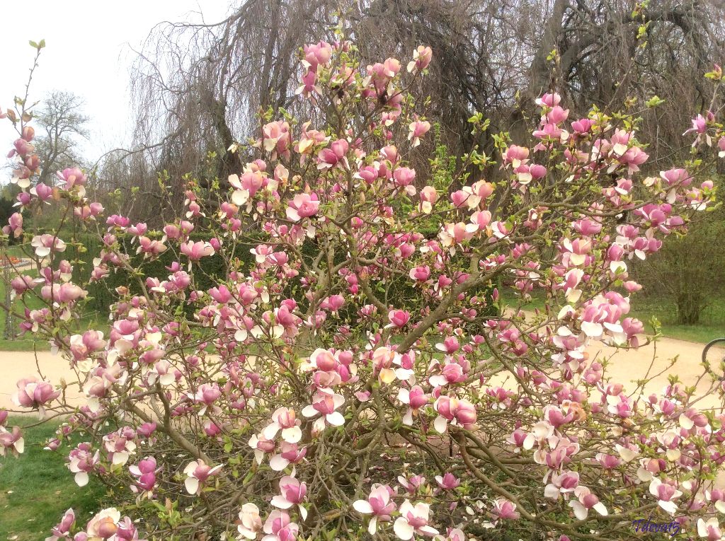 Spaziergang in Sanssouci 2015