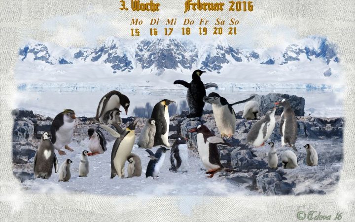 Vachroi’s Jahreskalender 2016 – 3. Februarwoche