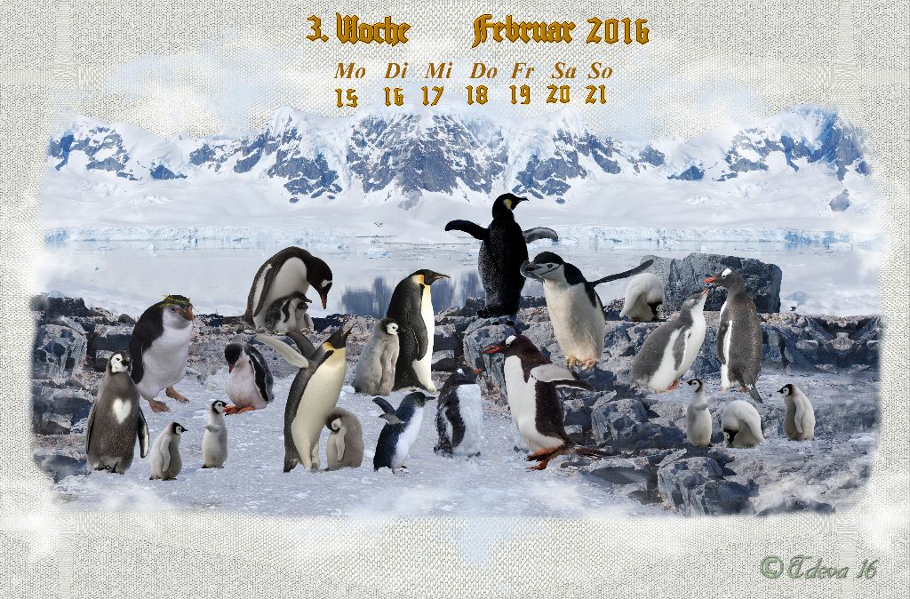 Vachroi’s Jahreskalender 2016 – 3. Februarwoche