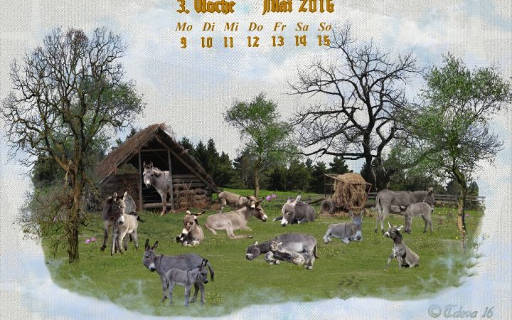 Vachroi’s Jahreskalender 2016 – 3. Maiwoche
