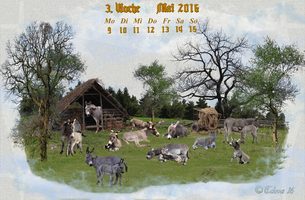 Vachroi’s Jahreskalender 2016 – 3. Maiwoche