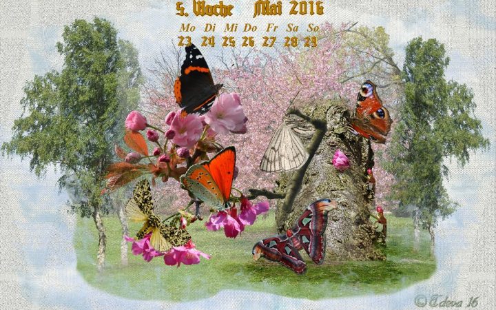 Vachroi’s Jahreskalender 2016 – 5. Maiwoche