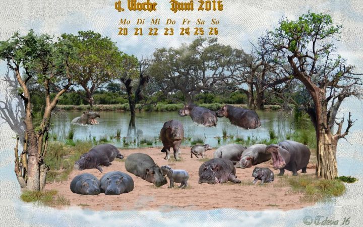 Vachroi’s Jahreskalender 2016 – 4. Juniwoche