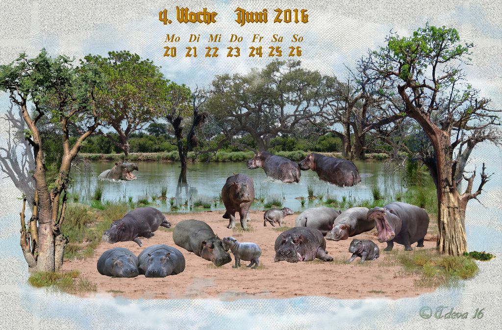 Vachroi’s Jahreskalender 2016 – 4. Juniwoche