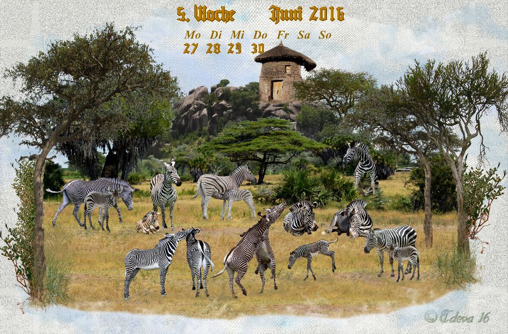 Vachroi’s Jahreskalender 2016 – 5. Juniwoche
