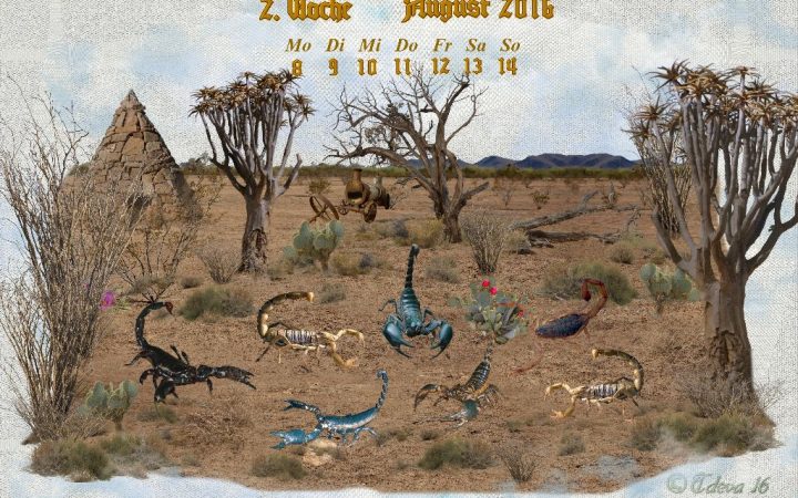 Vachroi’s Jahreskalender 2016 – 2. Augustwoche