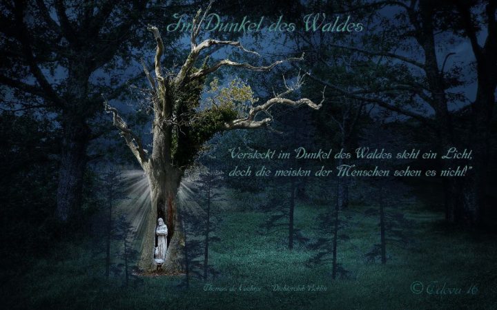 Im Dunkel des Waldes