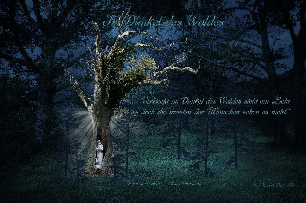 Im Dunkel des Waldes
