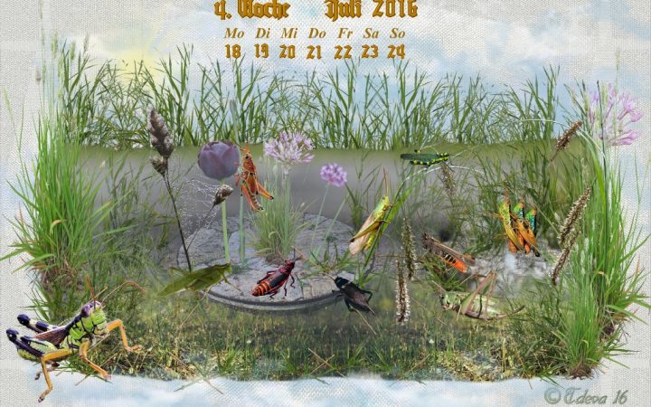 Vachroi’s Jahreskalender 2016 – 4. Juliwoche