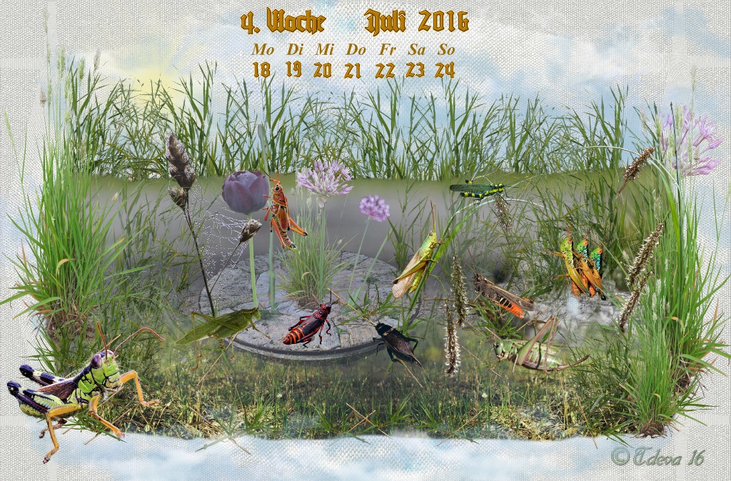 Vachroi’s Jahreskalender 2016 – 4. Juliwoche
