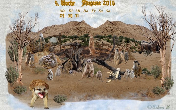 Vachroi’s Jahreskalender 2016 – 5. Augustwoche