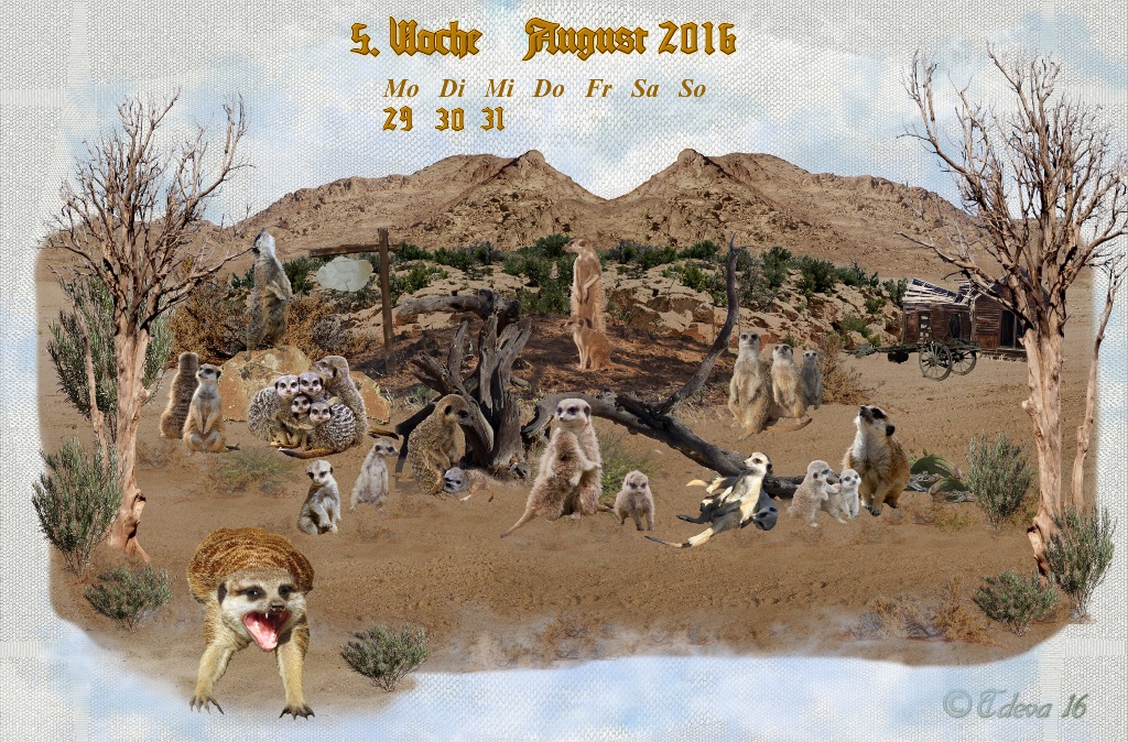 Vachroi’s Jahreskalender 2016 – 5. Augustwoche