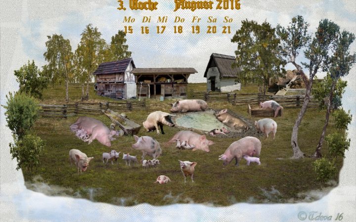 Vachroi’s Jahreskalender 2016 – 3. Augustwoche