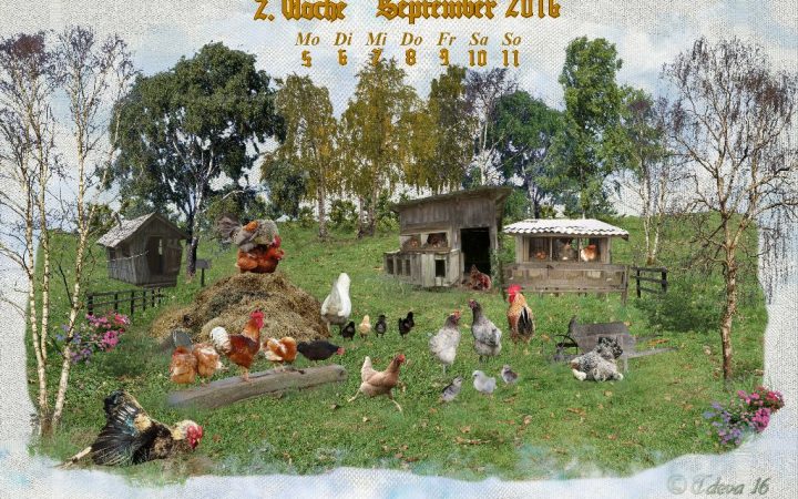 Vachroi’s Jahreskalender 2016 – 2. Septemberwoche