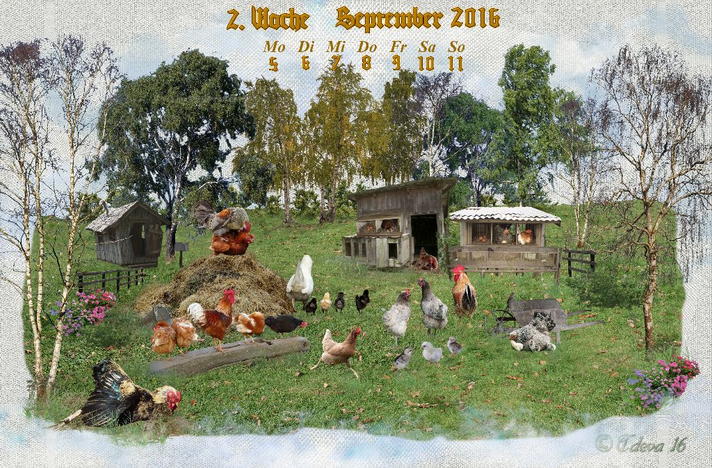 Vachroi’s Jahreskalender 2016 – 2. Septemberwoche