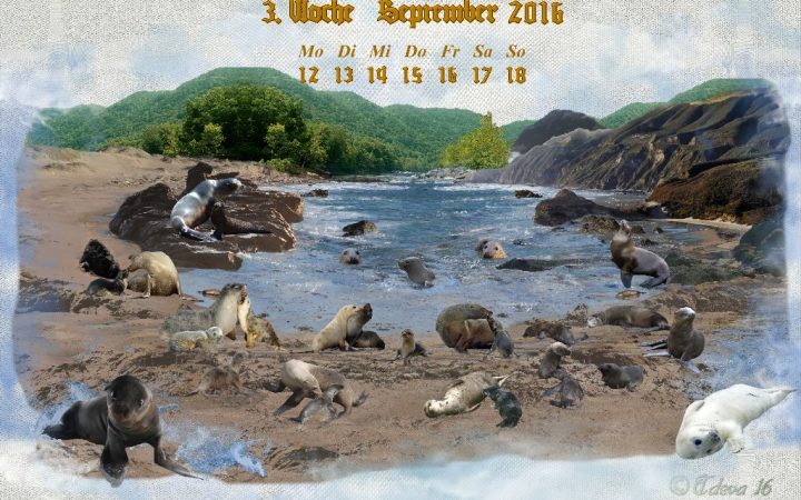Vachroi’s Jahreskalender 2016 – 3. Septemberwoche