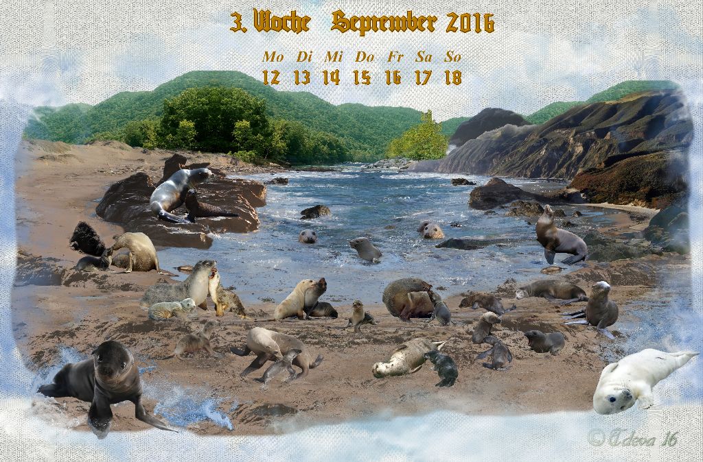 Vachroi’s Jahreskalender 2016 – 3. Septemberwoche