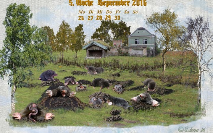 Vachroi’s Jahreskalender 2016 – 5. Septemberwoche