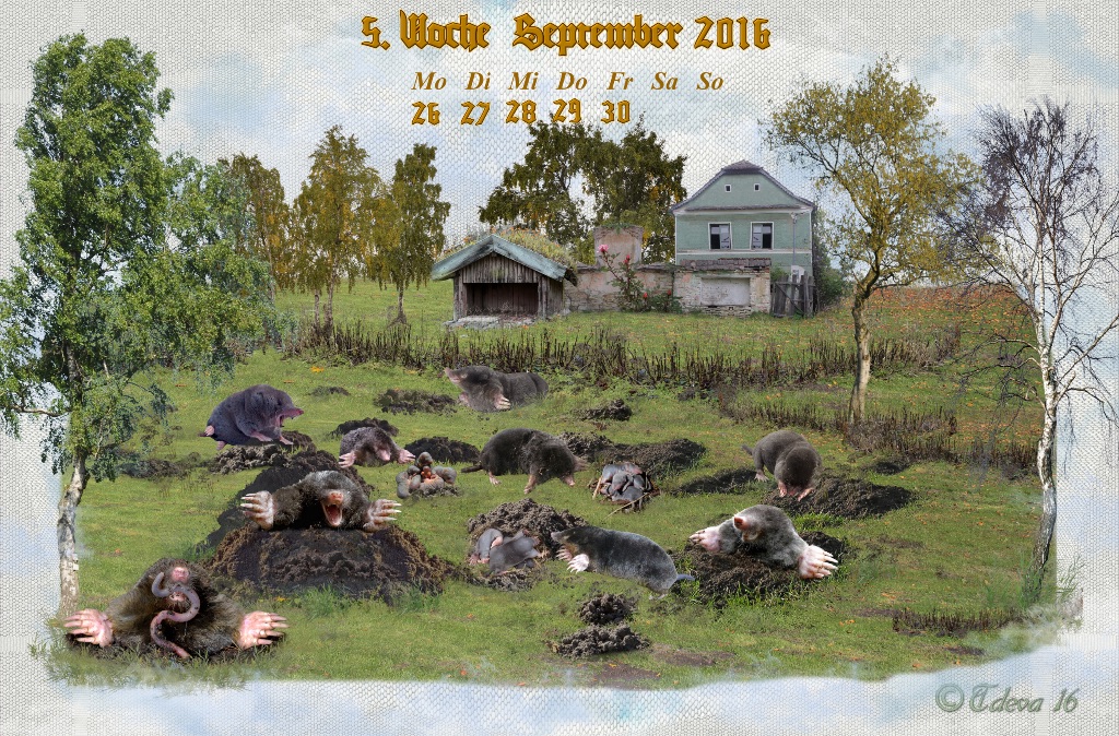 Vachroi’s Jahreskalender 2016 – 5. Septemberwoche