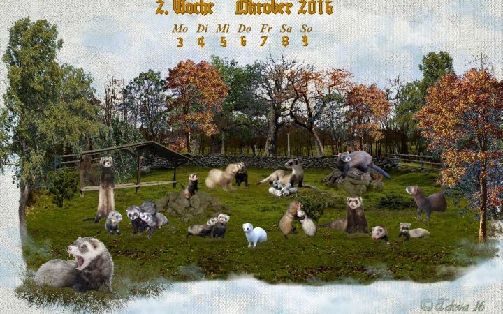 Vachroi’s Jahreskalender 2016 – 2. Oktoberwoche