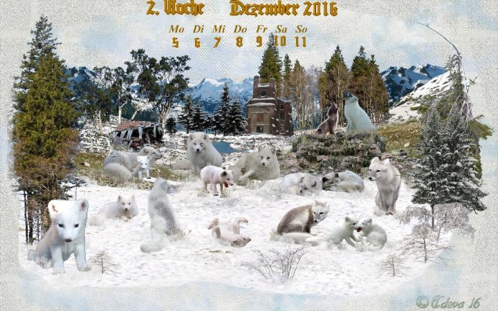 Vachroi’s Jahreskalender 2016 – 2. Dezemberwoche