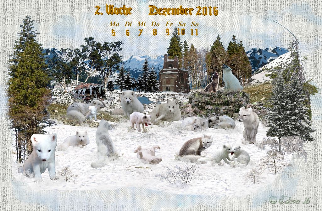 Vachroi’s Jahreskalender 2016 – 2. Dezemberwoche
