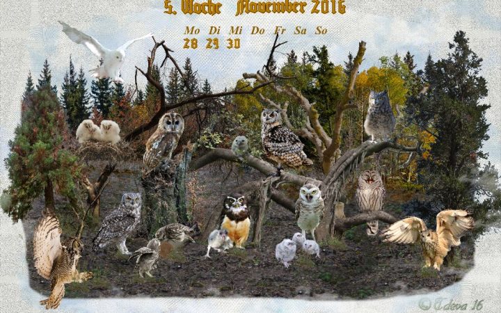 Vachroi’s Jahreskalender 2016 – 5. Novemberwoche