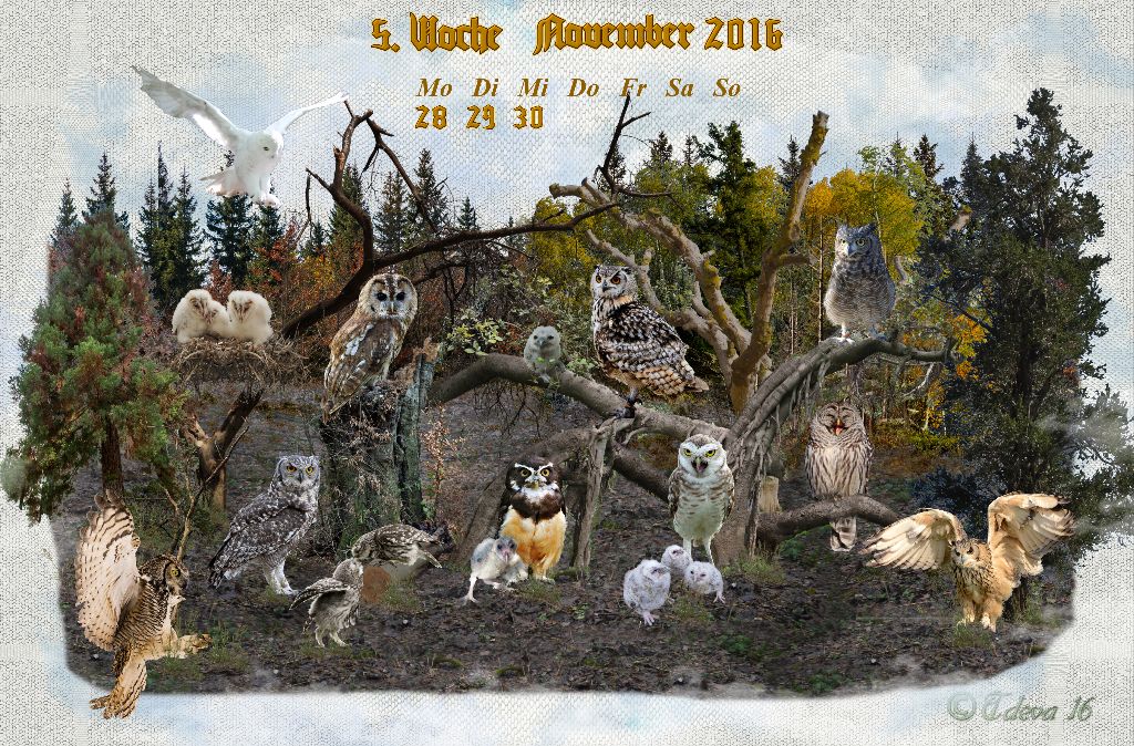 Vachroi’s Jahreskalender 2016 – 5. Novemberwoche