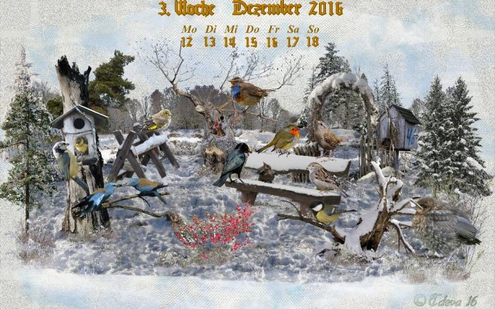 Vachroi’s Jahreskalender 2016 – 3. Dezemberwoche