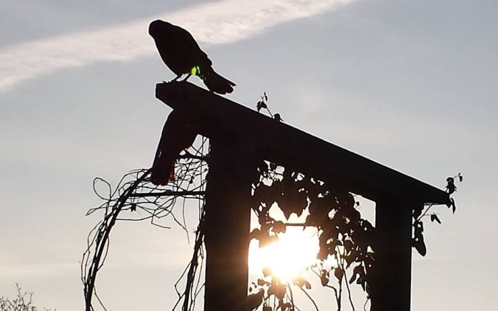 Freude ist der Sonnenschein………….