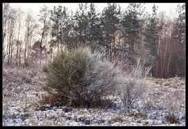 Der Ginster im Winter