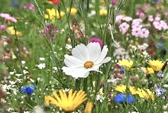 Das Butterblümchen